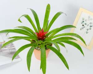 鸿运当头花寓意