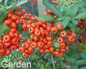 火刺木的栽种培养与管理(图)