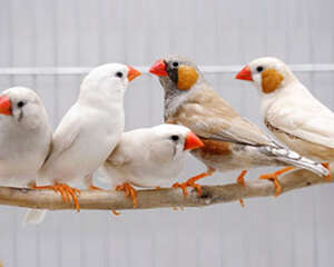 观赏鸟的回笼训练