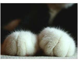 不要碰猫咪的肉垫