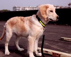 狗狗组织胞浆菌病介绍