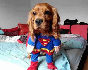 狗狗染色的常见问题