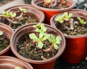 多肉植物第一次怎么种