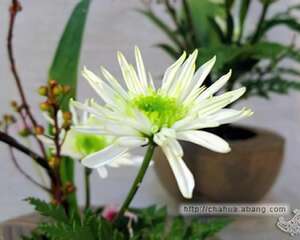 学插花的技巧介绍