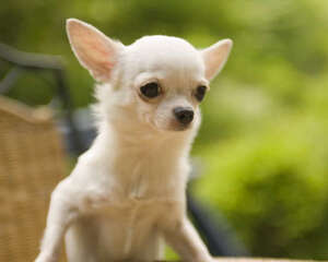 选购吉娃娃犬的注意事项