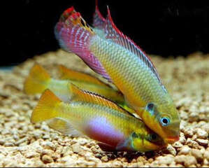 七彩凤凰鱼的饲养要点