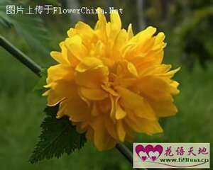 明黄色棣棠花的花语—高贵