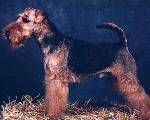 威尔士梗的护理知识