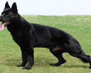 东德牧羊犬价格分析，东德牧羊犬多少钱一只？