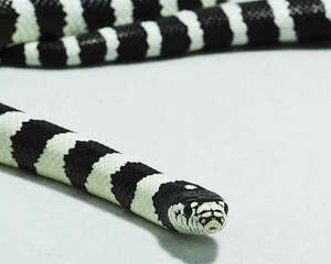 加州王蛇的饲养要点