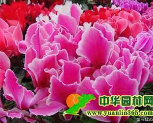 寓意天真快乐之花