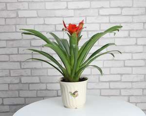 鸿运当头怎么换盆