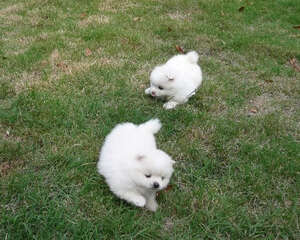 博美犬拉肚子怎么办