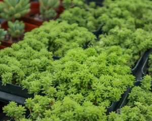 黄金万年草怎么浇水