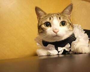 猫咪年龄大了有便秘情况怎么办？