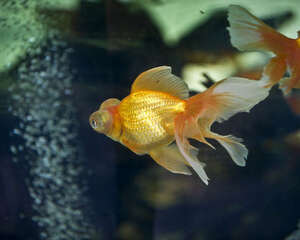 适合冬季家庭饲养的观赏鱼