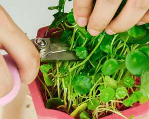 铜钱草多久浇一次水，可以中午浇水吗