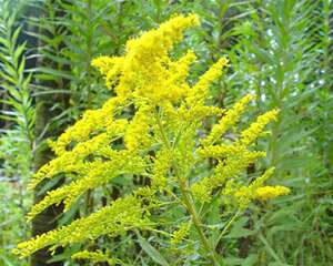 生态杀手——加拿大一枝黄花