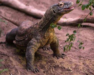 科莫多巨蜥的生活环境