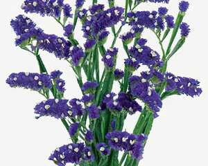 勿忘我和情人草制作（图）