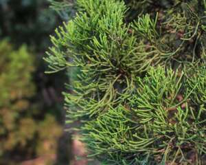 铺地柏怎么繁殖