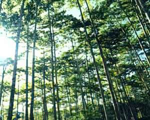 奇迹之树――团花树(Anthocephalus chinensis)