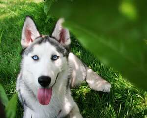 如何快速检查狗狗走路异常