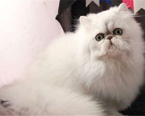 养好波斯猫要注意什么