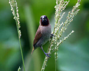 斑文鸟的生活环境要求