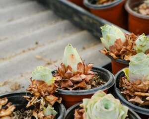 山地玫瑰的播种