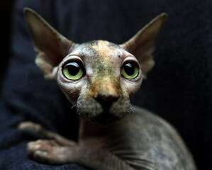 加拿大无毛猫怎么饲养