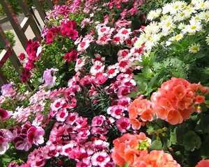 防盗窗养这5盆花，开花多、花期长，邻居看了都眼红！