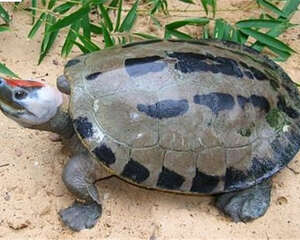 咸水泥彩龟的生活环境