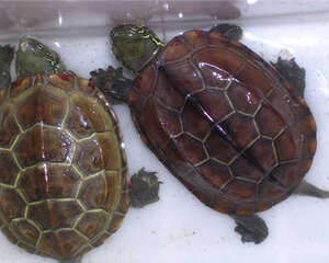 如何节约养龟的饲料成本