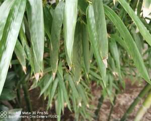 水养竹子太高从哪里剪，叶子黄了怎么修剪？