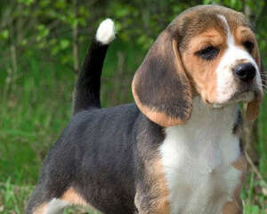 如何选购一只上等的比格犬？