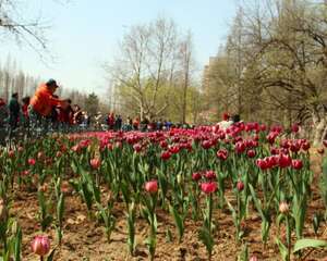 郁金香茎短花小是怎么回事