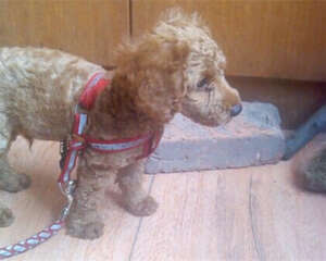 犬蛔虫病的诊断及防治