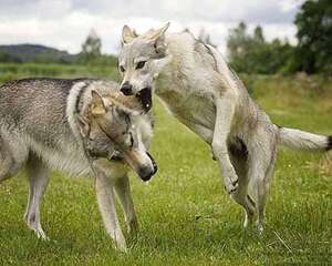 十大猛犬排行榜，你都知道有哪些吗？