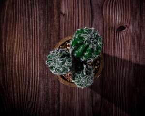 仙人球的摆放风水