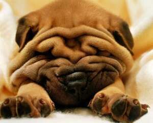 沙皮狗吃什么让毛发更好