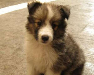 遛狗时喂饭有哪些弊端