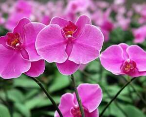 家庭养殖蝴蝶兰的四大忌