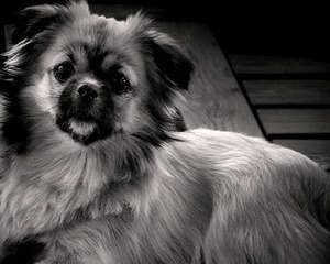 西藏猎犬的饲养要点