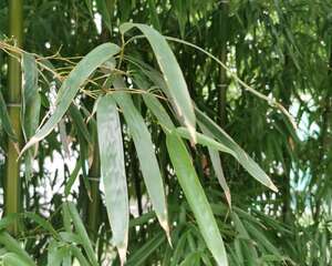 夏威夷竹子怎么修剪