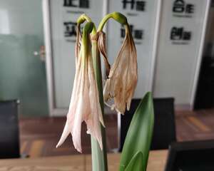 朱顶红黄叶的原因和处理办法
