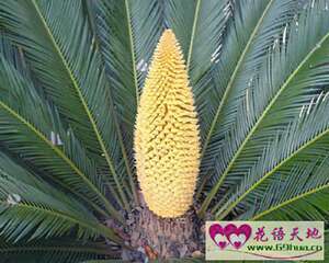 铁树的花语：坚贞不屈 坚定不移