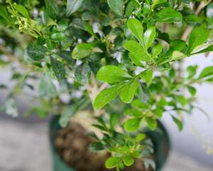 米兰花怎么修剪造型，几月份修剪