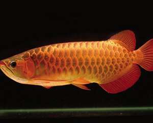 灯光对龙鱼显色的影响