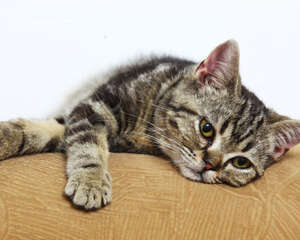 分析猫咪的七大习性